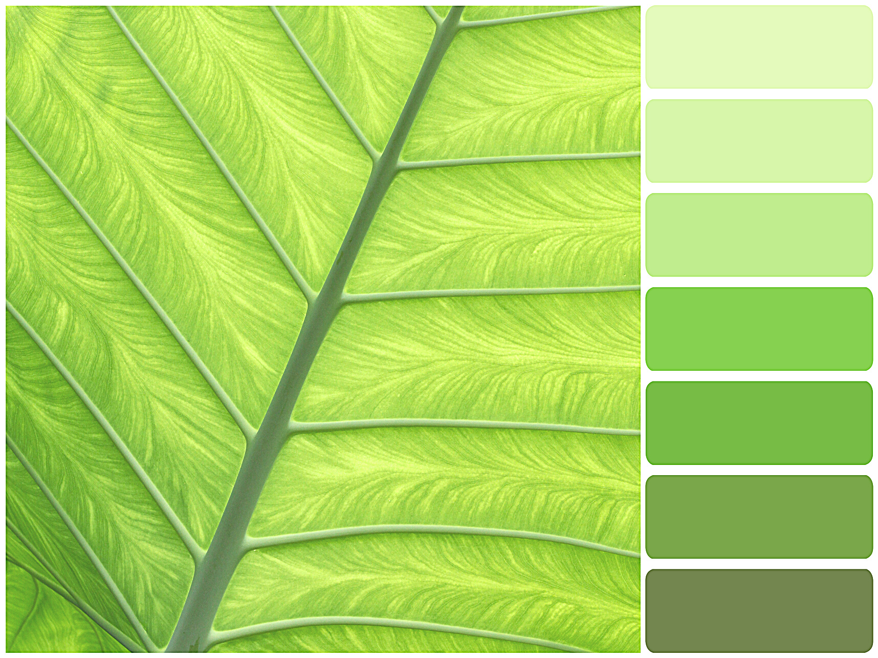 Color palette series: shades of green